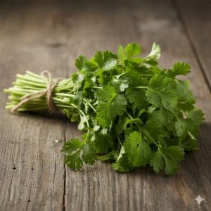 Cilantro